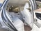 2023 Mercedes-Benz EQE 350+ SUV Base