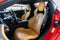 2021 Chevrolet Corvette Stingray 2LT